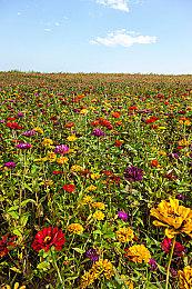 《勇者斗恶龙3：HD-2D重制版》实机演示新预告 11月14日发售